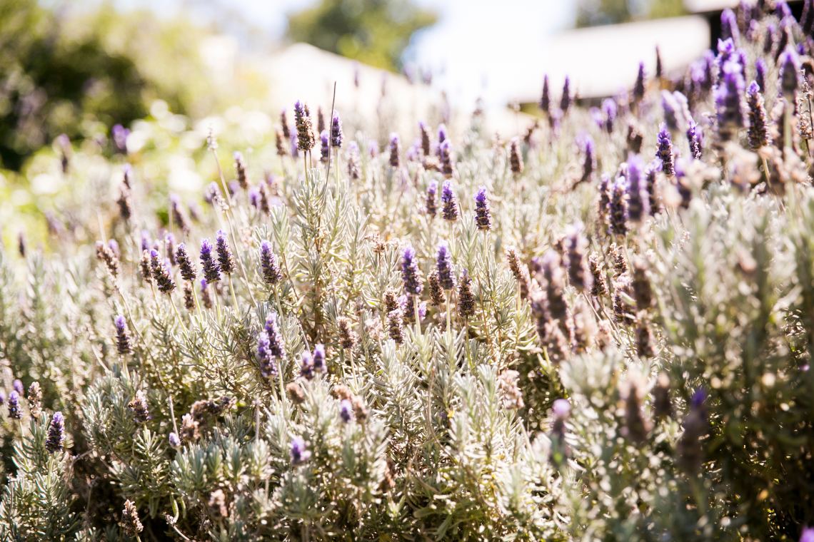 Field of lavender at the Lavender Cottage